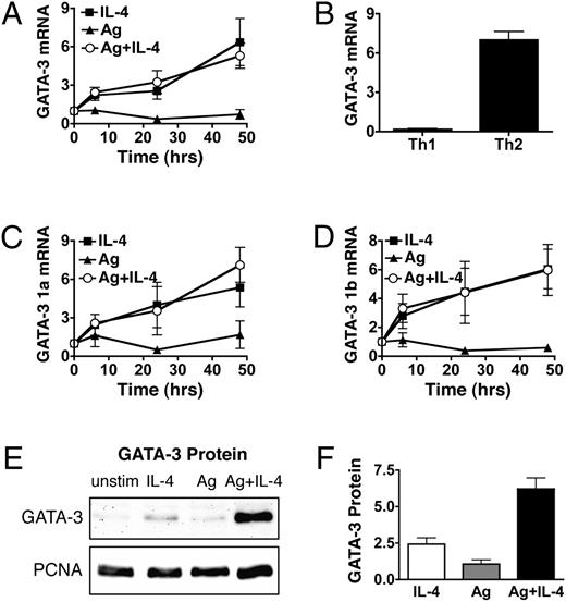 FIGURE 3. IL-4 stimulation is sufficient to drive GATA-3 mRNA, but coengagement of TCR is required to induce maximal GATA-3 protein levels. A, Activated, undifferentiated T cells were restimulated with IL-4, OVA peptide presented by ProAd-B7 cells (Ag), or with both Ag and IL-4; hIL-2 was added to all conditions. GATA-3 mRNA was measured by real-time PCR at different times following restimulation. The fold induction of GATA-3 mRNA, relative to activated, undifferentiated cells, is depicted as mean ± SEM. B, Freshly isolated CD62L-enriched DO11.10 CD4+ T cells were stimulated with OVA peptide presented by irradiated BALB/c splenocytes in the presence of Th1- or Th2-polarizing cytokines. On day 5, T cells were harvested, and GATA-3 mRNA was measured by real-time PCR and quantified relative to activated, undifferentiated cells. Data are depicted as mean + SEM. C and D, T cells were stimulated as in A, and GATA-3 mRNA containing exon 1A (C) and exon 1B (D) was measured by real-time PCR. The fold induction of GATA-3 1A and 1B mRNA, relative to activated, undifferentiated cells, is depicted as mean ± SEM. E and F, T cells were stimulated as in A, and GATA-3 protein was measured 48 h postrestimulation by Western blot of nuclear lysates, which were subsequently stripped and reprobed for PCNA. GATA-3 protein level at 48 h postrestimulation, relative to unstimulated cells. Data are depicted as mean + SEM. p = 0.0003 for IL-4 versus Ag + IL-4 by paired t test; n = 8.