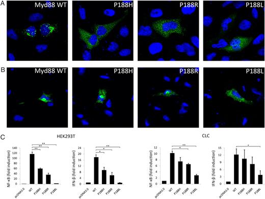 FIGURE 6. A, Zebrafish Myd88 was located in the cytoplasm in a condensed area. HeLa cells were transfected with the HA-tagged pcDNA3.0-Myd88, Myd88-P188H, Myd88-P188L, or Myd88-P188R. B, Zebrafish Myd88 and mutations were also transfected to CLC cells. After 24 h, cells were fixed and prepared for immunofluorescence staining. The nucleus was stained blue by DAPI; the expression protein was shown in green. Original magnification ×1000. C, HEK293T or CLC cells were cotransfected with NF-κB luciferase reporter vector (50 ng) or IFN-β luciferase reporter vector (50 ng), Renilla expression vector (5 ng), and the Myd88 expression plasmids (100 ng). The mutations of zebrafish Myd88 include P188H, P188R, and P188L. These data are representative of three independent experiments. *p < 0.05; **p < 0.01.