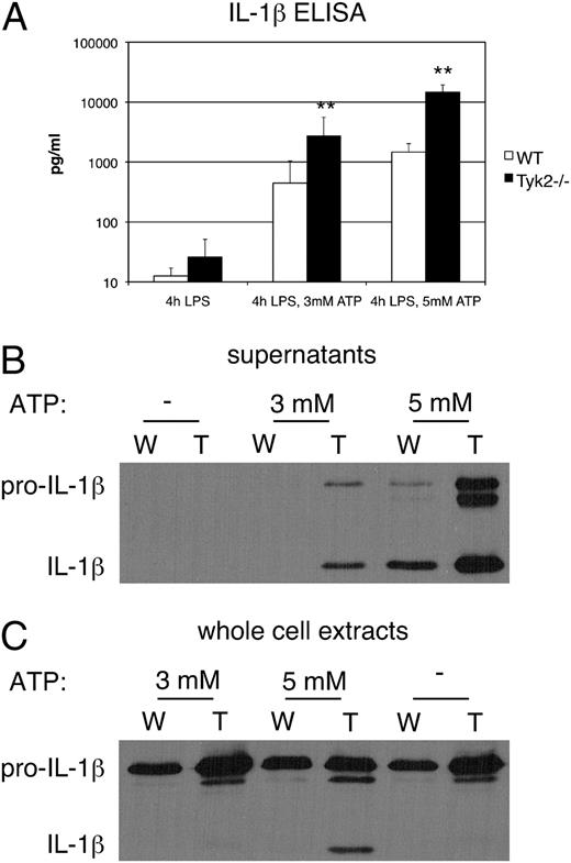 FIGURE 4. Pro- and mature IL-1β, and intra- and extracellular protein levels of IL-1β are higher in the absence of Tyk2, independent of the presence of ATP. Macrophages were treated with LPS for 4 h with or without subsequent addition of ATP at the concentrations indicated for 30 min. A, Extracellular IL-1β concentrations were measured by ELISA. Mean values ± SD from three independent experiments are shown, **p ≤ 0.01. B, Proteins were precipitated from supernatants and 15 μl per lane were subjected to Western blot analysis by 15%T SDS-PAGE. C, Five microgram protein from whole cell lysates per lane were separated by 15%T SDS-PAGE. B and C, Membranes were probed with an anti–IL-1β Ab. Data are representative for three independent experiments. T, Tyk2−/−; W, WT.