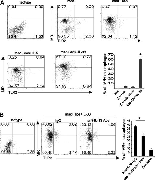 FIGURE 7. IL-33–activated eosinophils enhance macrophage switching to M2 phenotype. Macrophages from ST2−/− mice were cultured alone or with FACSAria-sorted WT BALB/c eosinophils (Siglec-F+CCR3high) in the presence of IL-5 (5 ng/ml), IL-33 (10 ng/ml), or IL-33 + neutralizing anti–IL-13 Ab or isotype control (10 μg/ml). After 48 h, macrophages were stained with anti-TLR2 and anti-MR Abs. A, IL-33–activated eosinophils increased the percentage of MR+ but not TLR2+ macrophages. B, The IL-33–induced increase in MR+ macrophages was significantly blocked by anti–IL-13 Ab. Data are means ± SEM and are representative of at least two independent experiments. *p < 0.05, eosinophils + macrophages + IL-33 versus other cultures; #p < 0.05, anti–IL-13 versus IgG. eos, eosinophil; mac, macrophage.
