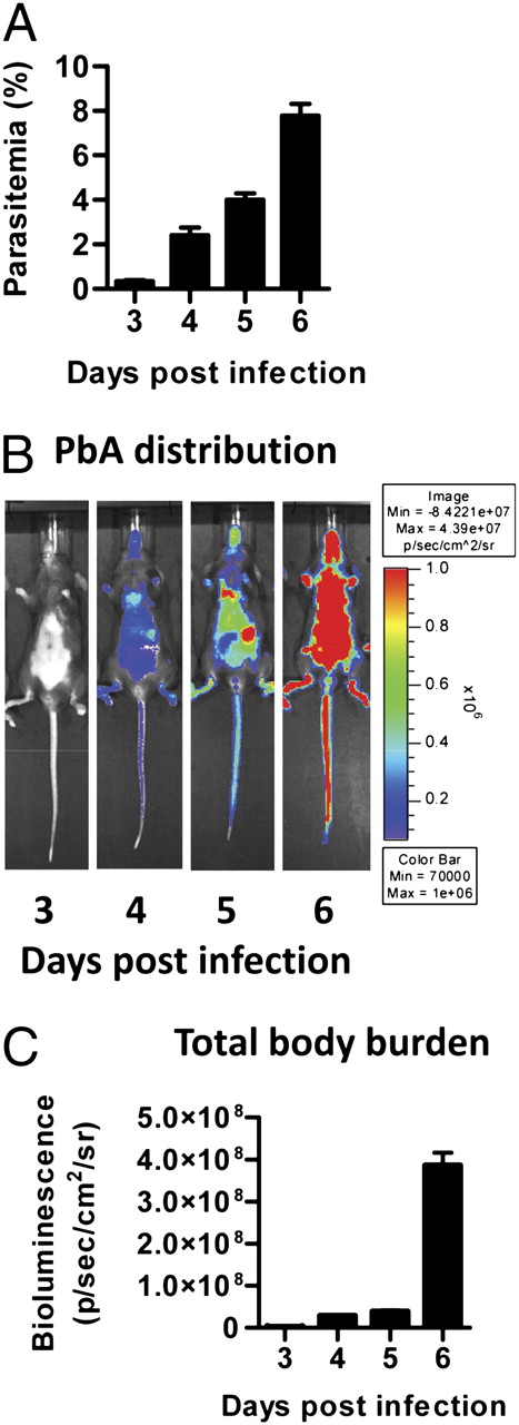 FIGURE 1. Increased PbA accumulation in tissues coincides with the development of ECM. Mice were infected with PbAluc. The course of peripheral blood parasitemia was determined by microscopic examination of blood smears (A). At the times indicated, mice were injected with luciferin, and whole-body pseudocolor images (B) and total body bioluminescence (C) were recorded for 1 min, 6 min after luciferin injection. Images are one representative of five mice per group. Data are from one representative experiment of two performed. Each bar represents the mean ± SEM.