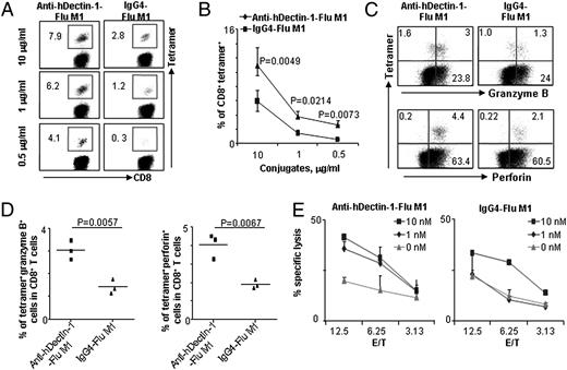 FIGURE 7. Conjugates of anti–hDectin-1-Flu M1 protein can elicit potent Flu M1-specific CD8+ T cell responses. A, IFNDCs were loaded with different concentrations of conjugates, as indicated. Purified autologous CD8+ T cells were cocultured for 8 d in the presence of IL-2 (20 U/ml). Cells were stained with anti-CD8 mAb and tetramer. 7-AAD+ cells were gated out. B, Data from four separate experiments using cells from HLA-A*0201+ healthy donors are summarized (10 μg/ml, p = 0.0372; 1 μg/ml, p = 0.0423; 0.5 μg/ml, p = 0.0155). Error bars indicate SD from four separate experiments. C, CD8+ T cells expanded with 1 μg/ml conjugates were stained with tetramer, anti-granzyme B, and anti-perforin Abs. D, Data from three independent experiments using cells from three healthy donors are summarized. The p values were calculated by Student t test. E, Five-hour 51Cr release assays were performed using T2 cells loaded with different concentrations of Flu M158–66 peptide. All cells tested in Fig. 7 were from HLA-A*0201+ healthy donors.