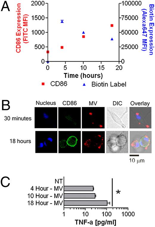 FIGURE 3. Differential kinetics of TNF-α and CD86 expression relative to surface binding of MV to BMDM. A, 5 × 105 BMDM were left untreated or treated with 75 μg protein equivalents of MV for 4, 10, or 18 h. The histogram indicates means ± SEM of TNF-α released into the supernatant of n = 3. B, BMDM were left untreated or exposed to 25 μg biotinylated MV for 4, 10, or 18 h. Surface CD86 and biotin MFI changes over time are shown. The histogram indicates MFI means ± SEM of n = 3. C, BMDM were incubated with 25 μg biotinylated MV for 0.5 or 18 h. Cells were analyzed for nucleus (blue), CD86 (green), and biotin (red), and expression by confocal microscopy. Differential interference contrast image is also shown. Overlay of three fluorescent signals and differential interference contrast is shown in the far right image on the panel. Images are representative of 10 random fields of view from two separate experiments. Scale bar, 10 μm. *p < 0.05. DIC, differential interference contrast; NT, not treated.