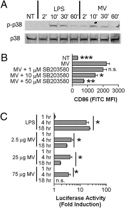 FIGURE 6. MV activate p38 MAPK and NF-κB pathways. A, BMDM were left nontreated or were treated with 1 μg/ml LPS or 25 μg protein equivalents of MV for 2, 10, 30, or 60 min. Expression of phosphorylated p38 (p-p38) and total p38 (p38) was evaluated via Western blot. Data are representative of repeat experiments. B, BMDM were treated with 25 μg protein equivalents of MV with or without additional treatment of the phosphorylated p38 inhibitor SB203580 at either 1, 10, or 50 μM, or were left nontreated for 18 h. The histogram indicates surface CD86 MFI means ± SEM of n = 3. The statistical comparison is made to 25 μg MV-alone–treated BMDM. C, RAW264.7 macrophages expressing luciferase under control of a NF-κB promoter were treated with 1 μg/ml LPS or 2.5, 25, or 75 μg protein equivalents of MV for 1, 4, or 18 h. The fold change over nontreated cells is shown. The histogram indicates fold change means ± SEM of n = 3. The statistical comparison is made to the 1-h fold change value for each respective treatment. *p < 0.05; **p < 0.01; ***p < 0.001. n.s., not significant; NT, nontreated.