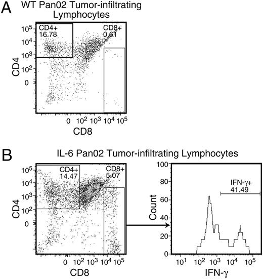 FIGURE 9. Greater amount of IFN-γ+CD8+ T cells demonstrated in the TILs from IL-6 Pan02 tumors compared with WT Pan02 tumors. Gated CD45+CD8+ cells from stimulated single tumor cell suspensions were analyzed for IFN-γ secretion. A, There were too few CD8+ T cells in the suspension from the WT Pan02 tumor to analyze for IFN-γ secretion. B, IL-6 Pan02 TILs had a substantial number of IFN-γ+CD8+ T cells in the tumor microenvironment. Pooled samples were used for analysis.