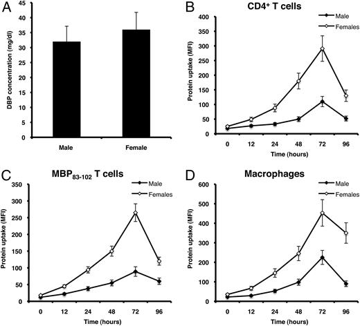 FIGURE 6. DBP uptake is greater in CD4+ T cells and macrophages from female MS patients than from male MS patients. A, Circulating DBP levels were evaluated in female and male MS patients using an ELISA kit. Data represent results from 25 female and 15 male MS patients. B–D, One hundred thousand ex vivo CD4+ T cells, MBP-specific T cells, or macrophages from female and male MS patients were harvested at different times after stimulation with PHA (10 μg/ml), cognate MBP peptide (10 μg/ml), or LPS (5 ng/ml), respectively, and incubated at 4°C or 37°C for 60 min in OVA/RPMI 1640 medium containing 2 μM of FITC-DBP. DBP uptake was assessed using flow cytometry. Data represent mean ± SEM of seven independent experiments conducted in triplicate from samples from different donors.