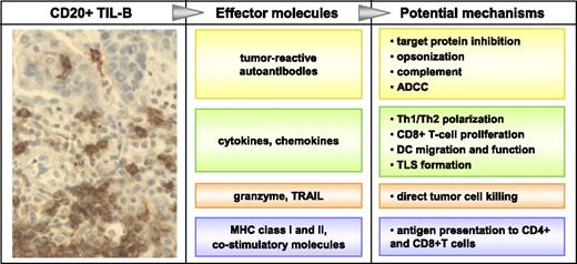 FIGURE 1. Potential mechanisms by which TIL-B promote tumor immunity. Left panel, TIL-B in human ovarian cancer visualized by anti-CD20 immunohistochemistry (brown). Original magnification ×40. Center panel, Effector molecules produced by B cells. Right panel, Potential TIL-B mechanisms involving either direct effects on tumor cells or enhancement of the antitumor activity of T cells and other immune cells.