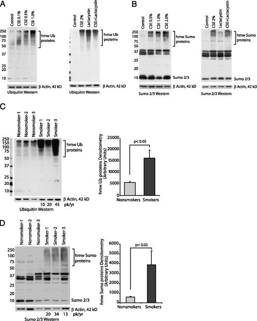 FIGURE 5. Cigarette smoke exposure causes an accumulation of hmw ubiquitin and sumo-conjugated proteins. A, Ubiquitin analysis: The accumulation of hmw ubiquitin conjugates was assessed in alveolar macrophages from nonsmokers exposed to 0.1–1.0% CSE for 5 h. Western blot analyses for ubiquitin were done on whole-cell lysates. In the experiment shown on the right, nonsmokers’ alveolar macrophages were exposed to lactacystin (10 μM) with and without 2% CSE for 5 h. Images are representative of three separate experiments. B, Sumo analysis: The accumulation of hmw sumo conjugates was assessed in alveolar macrophages from nonsmokers exposed to 0.1–1.0% CSE for 5 h. Western analyses for sumo 2/3 were done on whole-cell lysates. In the experiment shown on the right, nonsmokers’ alveolar macrophages were exposed to lactacystin (10 μM) with and without 2% CSE for 5 h. Images are representative of three separate experiments. C, Ubiquitin analysis: Alveolar macrophages from three nonsmokers and three smokers were analyzed for hmw ubiquitin conjugates by Western blot analyses of whole-cell proteins. Densitometry reflects the ubiquitin-positive bands between 75 and 250 kDa. Significance was determined using a nonpaired Student t test. D, Sumo analysis: Alveolar macrophages from three nonsmokers and three smokers were analyzed for hmw sumo conjugates by Western blot analyses of whole-cell proteins. Densitometry reflects the sumo-positive bands between 75 and 250 kDa. Significance was determined using a nonpaired Student t test.