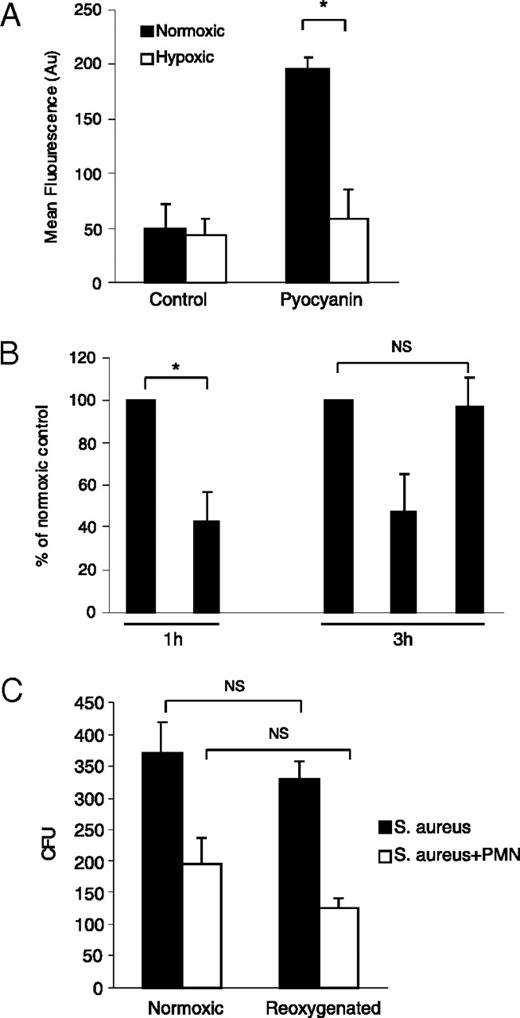 FIGURE 7. Effect of reoxygenation on neutrophil oxidative burst and oxidase-dependent killing. A, Pyocyanin-induced ROS generation is inhibited by hypoxia. Neutrophils (5 × 106/ml in RPMI 1640) were incubated under normoxia or hypoxia in the presence of pyocyanin (50 μM) or vehicle plus 3% CM-H2DCFDA for 30 min prior to assessment for ROS generation. Data represent mean fluorescence intensity; mean ± SEM of at least three independent experiments, each performed in triplicate. *p < 0.05. B, Reoxygenation restores the neutrophil oxidative burst. Neutrophils were primed (or not) with GM-CSF under normoxia or hypoxia. After 1 h, normoxic and hypoxic primed neutrophils were stimulated with fMLP (100 nM) for 30 min, and extracellular superoxide generation was assessed by the superoxide dismutase-inhibitable reduction of cytochrome c (1 h). Also at 1 h, aliquots of unprimed cells were moved from hypoxia to normoxia (or not moved), and unprimed hypoxic, normoxic, and reoxygenated cells were then primed with GM-CSF 10 ng/ml. After a further 2 h, the fMLP-stimulated generation of superoxide was determined for normoxic, hypoxic, and reoxygenated cells, as above (3 h). Data represent mean ± SEM of n = 3 experiments, each performed in triplicate. NS = p > 0.05; *p < 0.05. C, Reoxygenation restores the ability of neutrophils to kill S. aureus. Neutrophils were incubated under normoxia or hypoxia for 1 h, prior to the transfer (or not) of hypoxic cells to ambient oxygen tension. After 30 min further incubation, the ability of continuously hypoxic, continuously normoxic, or reoxygenated neutrophils to kill S. aureus was determined exactly as described. Data represent mean ± SEM of n = 3 experiments, each performed in duplicate. NS = p > 0.05.