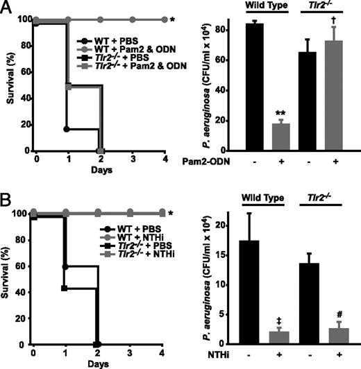 FIGURE 6. TLR2 is sufficient to promote protective Pam2CSK4 and ODN2395 synergy but not required for induced resistance. A, Left panel, Survival of Tlr2−/− and wild-type mice challenged with P. aeruginosa with or without ODN2395 and Pam2CSK4 treatment 24 h prior (n = 8 mice prior group; *p < 0.0002). Right panel, Bacterial burden of lung homogenates immediately postinfection with P. aeruginosa (n = 4 mice per group; **p < 0.0001 versus wild-type mice treated with PBS, †p = 0.59 versus Tlr2−/− mice treated with PBS). B, Left panel, Survival of Tlr2−/− and wild-type mice challenged with P. aeruginosa with or without treatment 24 h prior with an aerosolized lysate of NTHi (n = 10 mice per group; *p < 0.0002). Right panel, Bacterial burden of lung homogenates immediately postinfection with P. aeruginosa (n = 3 mice per group; ‡p = 0.03 versus wild-type mice treated with PBS, #p = 0.002 versus Tlr2−/− mice treated with PBS).