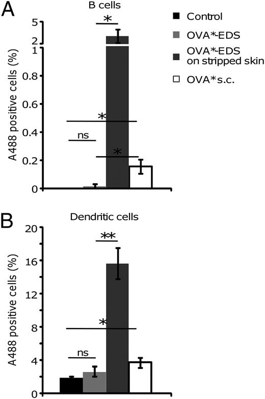 FIGURE 2. Study of passive passage of allergen to LNs. OVA*-EDSs were applied onto either intact or stripped skin of the backs of mice (n = 5 per group), and the presence of OVA* in inguinal LN B cells gated on B220+ (A) and DCs gated on CD11c+ (B) were analyzed by flow cytometry 2 h later. Four mice received OVA* s.c., and five control mice received neither allergen nor fluorochrome. Data represent mean ± SEM and are representative of three independent experiments. * p < 0.01, **p < 0.001. A488, Alexa 488.
