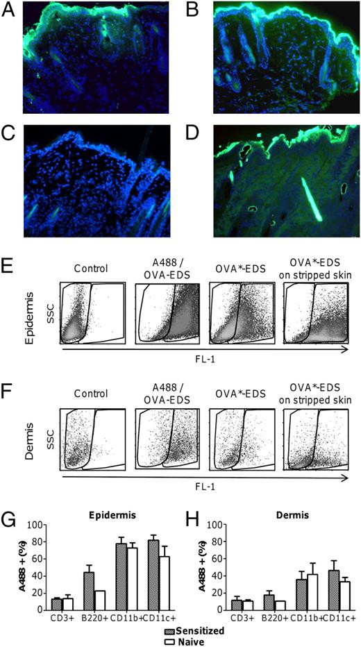 FIGURE 3. Study of allergen uptake in the skin. A–D, Fluorescence microscopy after a 48-h application of OVA*-EDS onto intact skin (A) or stripped skin (B) compared with fluorescence microscopy of skin of control mice that received no allergen and no fluorochrome and displayed no Alexa 488 (A488) fluorescence (C) and of skin after 48 h of OVA-EDS applied onto skin painted with A488 hydrazide (A488/OVA-EDS) (D) (original magnification ×200; green, OVA; blue, DAPI). Data are representative of groups of five mice. E–H, Flow cytometry analysis of cells that captured allergen in the skin of sensitized mice. OVA*-EDS was applied onto the intact skin of OVA-sensitized or naive mice for 48 h. Skin tissue was then harvested and separated into epidermis (E and G) and dermis (F and H) for analysis of OVA* fluorescence. For evaluation of OVA* in different populations, cells were gated using specific marker for T cells (CD3), B cells (B220), macrophages and granulocytes (CD11b), and DCs (CD11c). Data are mean ± SEM of three independent experiments.