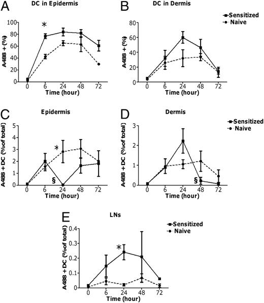 FIGURE 4. Kinetics of allergen capture and migration of DCs into LNs. A and B, Allergen capture by DCs: OVA*- EDS was applied onto the intact skin of sensitized or naive mice. The proportions of DCs that captured allergen measured by percentage of Alexa 488-positive (A488+) CD11c+ cells were monitored in the epidermis (A) and the dermis (B) during (6, 24, and 48 h) and 24 h after (72 h) EDS application. Data represent the mean ± SEM of three independent experiments. *p < 0.05 (sensitized compared with naive). C–E, Migration of Alexa 488-positive (A488+) DCs from skin to LNs: percentages of Alexa 488-positive CD11c+ cells were analyzed in epidermis (C) and dermis (D) to monitor their migration from the skin. Proportions of DCs that captured allergen and migrated to LNs were monitored during and after EDS application (E). Data represent the mean ± SEM of three independent experiments. *p < 0.05 (sensitized compared with naive), §p < 0.05 (compared with previous time point).