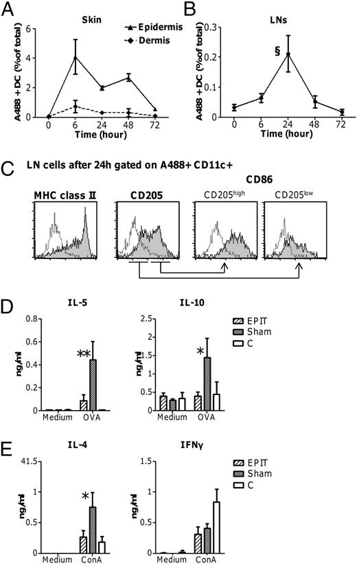 FIGURE 7. Effect of EPIT on allergen uptake. Migration and phenotype of DCs: OVA*-EDS was applied onto the intact skin of sensitized EPIT-treated mice, and percentages of Alexa 488-positive CD11c-positive (A488+CD11c+) cells were analyzed in epidermis and dermis to monitor their migration from the skin (A) into draining LN (B). Data represent mean ± SEM of three independent experiments. The phenotype of migrating DCs in LN after 24 h was evaluated by expression of MHC II and CD205 on A488+CD11c+ cells. For CD86 expression, cells were further gated according to CD205 expression (C). LN cell cytokine responses: after the treatment period, EPIT, sham, and control mice received a 48-h application of OVA-EDS on intact skin. Twenty-four hours after stopping the application, cells were isolated from inguinal LNs, pooled from three mice, and cultured at 2 × 106 cells/ml in the presence of 100 μg/ml OVA (D) and 5 μg/ml Con A (E) or medium alone (D, E). Supernatants were collected after 72 h and stored at −20°C. Supernatant IL-4, IL-5, IL-10, and IFN-γ levels were measured by specific ELISA. §p < 0.05 (versus t = 0), *p < 0.05, **p < 0.01.