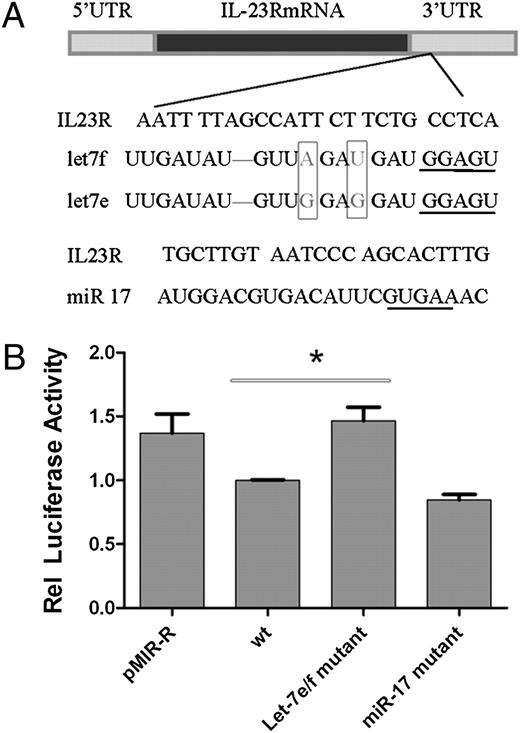 FIGURE 5. IL-23R miRNA binding site mutations’ effect on reporter gene expression. A, The IL-23R 3′UTR contains complementarities to miRNA Let-7f, Let-7e, and miR-17. Using in silico computational target prediction analysis, we identified that Let-7f, Let-7e, and miR-17 have five- to seven-nucleotide seed regions complementary to the 3′UTR of IL-23R mRNA. B, Luciferase reporter activity in the pMIR-IL-23R 3′UTR reporter constructs and associated miRNA binding site mutants. Data shown are relative to the wild type pMIR-IL-23R 3′UTR report construct. n = 9. *p < 0.05.