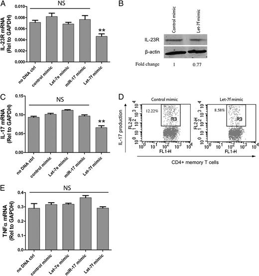 FIGURE 6. Let-7f inhibits IL-23R and IL-17 expression in human primary memory T cells. A, Memory T cells were transfected with control, Let-7f, Let-7e, and miR-17 mimics for 24 h. RNA was extracted and mRNA level of genes was detected by qRT-PCR. IL-23R mRNA expression was significantly reduced in memory T cells transfected with Let-7f mimic. **p < 0.01. Control mimic, Let-7e, and miR-17 had no effect. B, Memory T cells were transfected with control and Let-7f mimics for 24 h, and protein extracts were isolated. Western blot analysis demonstrated reduced IL-23R protein expression in Let-7f mimic transfected cells (representative of two individual donors). C, IL-17 mRNA expression was also significantly decreased in memory T cells after Let-7f mimic transfection. **p < 0.01. D, Decreased IL-17–producing cells were detected by intracellular staining after Let-7f mimic transfection. E, TNF-α mRNA expression was not inhibited by the Let-7f mimic and other mimics.