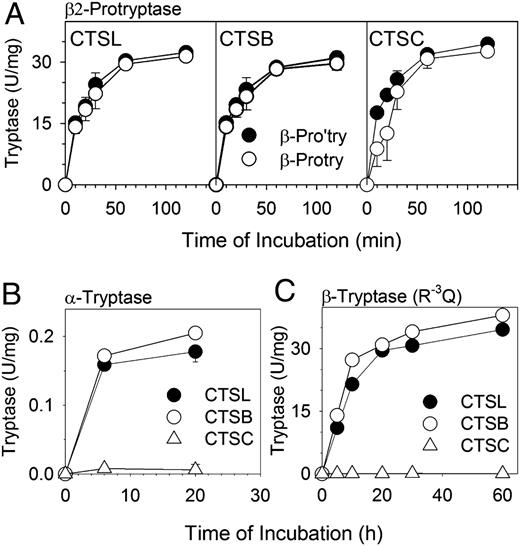 FIGURE 7. Mechanism for conversion of protryptase to mature tryptase by CTSL and CTSB. A, Comparative time courses for activation of pro versus pro′ β2-tryptases by CTSL, CTSB, and CTSC. Each CTS was added to pro or pro′ forms of β2-tryptase, and resultant tryptase activity was assessed with TGPK at various time points. B, Conversion of α-protryptase to α-tryptase by CTSL and CTSB, but not by CTSC. α-Protryptase (5 μg) was incubated with 5 μg CTSL, CTSB, or CTSC at 37°C for 30 min in a final volume of 200 μl sodium acetate buffer, pH 6, containing 0.15 M NaCl, 1 mM EDTA, 50 μg/ml heparin, 5 mM l-cysteine, and 5% glycerol and assessed for tryptase activity with TGPK. C, Conversion of R−3Q β-protryptase to β-tryptase by CTSL and CTSB, but not by CTSC. R−3Q β-Protryptase (5 μg) was incubated with 5 μg CTSL, CTSB, or CTSC as in B and assessed for tryptase activity with TGPK. Average ± SD is shown from three independent experiments for each data point.