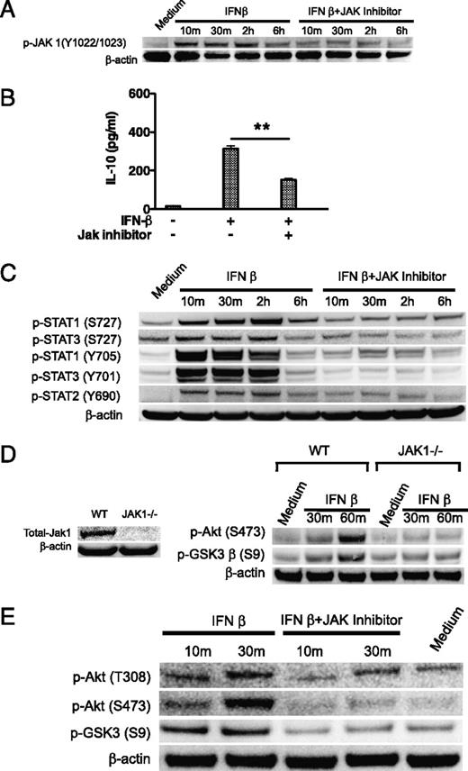 FIGURE 2. IFN-β–induced activation of the PI3K pathway is dependent upon JAK1 activity. DC were pretreated with JAK inhibitor for 2 h and stimulated with IFN-β (1000 IU/ml). Cell lysates were prepared at the indicated time points, and cell-free supernatants were collected after 20 h for the determination of IL-10 levels by ELISA. A, The levels of phosphorylated JAK1 were determined by Western blot. B, The level of IL-10 was analyzed by ELISA. C, The levels of phosphorylated STAT1, STAT2, and STAT3 were determined by Western blot. D, WT and JAK1-deficient MEFs were stimulated with IFN-β, and the levels of total Jak1, phosphorylated Akt, and phosphorylated GSK3-β were determined by Western blot. E, DC were pretreated with the JAK inhibitor for 2 h and then stimulated with IFN-β. Total cell lysates were probed for the levels of phosphorylated Akt or GSK3-β by Western blot. The total levels of β-actin were monitored by Western blot to ensure equivalent protein loading of cell lysates. **p < 0.01; ANOVA and post hoc Tukey test. Data are representative of at least three separate experiments.