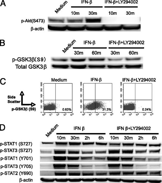 FIGURE 3. PI3K activity affects IFN-β–mediated phosphorylation of Akt and GSK3-β but not phosphorylation of STATs in DC. DC were pretreated with the PI3K inhibitor LY294002 for 2 h and then stimulated with IFN-β. Total cell lysates were probed for the levels of phosphorylated Akt (A) or phosphorylated GSK3β (B) by Western blot. C, DC were pretreated for 2 h with LY294002, stimulated with IFN-β for 60 min, and the levels of phosphorylated GSK3-β were analyzed by flow cytometry. D, DC were pretreated with the PI3K inhibitor LY294002 for 2 h, stimulated with IFN-β, and cell lysates were probed for the phosphorylated levels of STAT1, STAT3, and STAT2 by Western blot. The total levels of β-actin were probed by Western blot to ensure equivalent protein loading of cell lysates. Data are representative of at least three separate experiments.