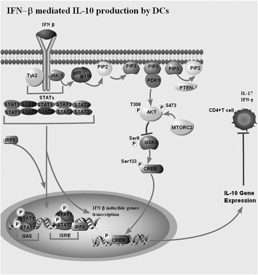 FIGURE 7. The PI3K pathway regulates IL-10 production by IFN-β–stimulated DC. IFN-β stimulation induces JAK1 activity that, in turn, mediates the activation of the STATs and PI3K/Akt1 pathways. Activation of the PI3K/Akt1 pathway by IFN-β represses GSK3-β activity. Suppressed GSK3-β activity results in the enhanced nuclear binding of CREB that promotes IL-10 production by IFN-β–stimulated DC. IFN-β–mediated IL-10 production by DC exhibits suppressive effects on CD4+ T cells producing IFN-γ and IL-17.