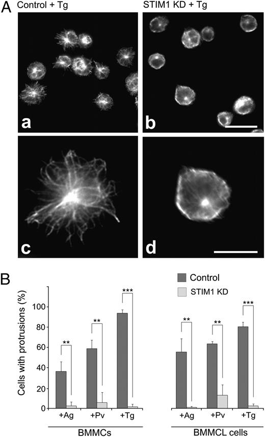FIGURE 6. Decreased expression of STIM1 inhibits the generation of microtubule protrusions in activated cells. A, Control BMMCs, carrying empty pLKO.1 vector (a, c) or STIM1 KD2 cells (b, d) were activated by thapsigargin, fixed, and stained for β-tubulin. Scale bars, 20 μm (a, b) and 10 μm (c, d). B, Statistical analysis of the frequency of microtubule protrusions in control cells (carrying empty pLKO.1 vector) and STIM1 KD2 cells activated by FcεRI aggregation (+Ag), pervanadate (+Pv), or thapsigargin (+Tg). Three independent experiments were performed, each involving 500 BMMCs or BMMCL cells, and examined for the presence of microtubule protrusions. Values indicate means ± SD, n = 3; **p < 0.01; ***p < 0.001.