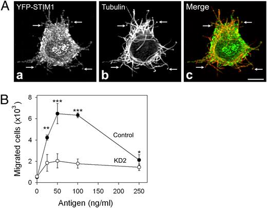 FIGURE 10. STIM1 associates with microtubule protrusions in activated cells and is essential for chemotactic response. A, Laser scanning confocal microscopy of BMMCL cells expressing YFP-hSTIM1 after activation by thapsigargin. Cells were fixed and immunostained for β-tubulin, and both STIM1 (a) and tubulin (b) were visualized in a single confocal section. Superposition of STIM1 and tubulin staining is shown in c. Association of YFP-hSTIM1 with microtubule protrusions is depicted (arrows). Scale bar, 5 μm. B, Chemotactic response in activated cells. Various concentrations of DNP-BSA (chemoattractant) were added to the lower wells of ChemoTx system plate, and IgE-sensitized BMMCs infected with empty pLKO.1 vector (Control) or STIM1 KD2 cells (KD2) were added on top of the membrane above each well. The numbers of cells migrated to the lower well were determined as described in Materials and Methods. Values indicate mean ± SD, n = 12; *p < 0.05; **p < 0.01; ***p < 0.001.