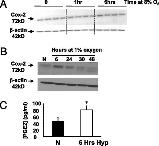 FIGURE 3. Hypoxia increases COX-2 expression and activity. A, Mice were exposed to hypoxia (8% oxygen) for 0–6 h, and COX-2 protein expression in kidney-derived lysates was determined by Western blot analysis. B, HeLa cells were exposed to hypoxia for 0–48 h, and COX-2 protein expression was determined by Western blot analysis. C, PGE2 levels were measured in conditioned medium from HeLa cells exposed to hypoxia for 6 h. n = 3–4 throughout. *p < 0.05.