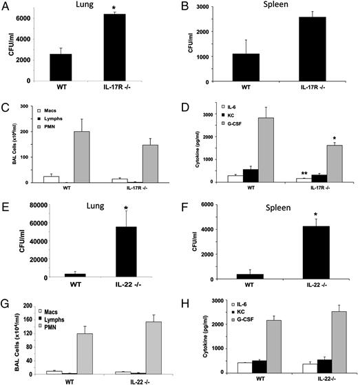 FIGURE 1. IL-17 and IL-22 are required for efficient clearance of S. aureus from the lung. C57BL/6, IL-17R−/−, or IL-22−/− mice were challenged with 108 CFU of S. aureus for 24 (C, D, G, H) or 48 h (A, B, E, F). All of the experiments were repeated once; representative data are presented. A and E, Bacterial colony counts in the cranial lobe of the right lung (n = 4). B and F, Bacterial colony counts in the spleen (n = 4). C and G, Lavage cell differential counts (n = 6 IL-17R−/−, n = 4 IL-22−/−). D and H, Th17-induced cytokines in lung homogenate (n = 6 IL-17R−/−, n = 4 IL-22−/−). *p < 0.05; **p < 0.10 versus WT.