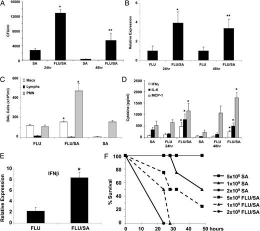 FIGURE 2. Influenza A infection increases the susceptibility to S. aureus pneumonia. C57BL/6 mice were infected with 100 PFU of influenza A PR/8/34 or vehicle for 6 d, mice then were challenged with 108 CFU of S. aureus for 24 or 48 h (n = 4), all of the experiments were repeated twice, and representative data are presented. A, Bacterial colony counts in the upper right lobe of the lung. B, Influenza matrix protein expression in lung RNA. C, Lavage cell differential counts (24 h). D, Cytokine concentrations in lung homogenate. E, IFN-β gene expression in lung RNA (24 h). *p < 0.05; **p < 0.10 versus influenza A or S. aureus alone. F, Mortality curve for S. aureus challenged (solid lines) versus influenza A, S. aureus-coinfected (dashed lines) mice (n = 4). p < 0.05 versus S. aureus alone.