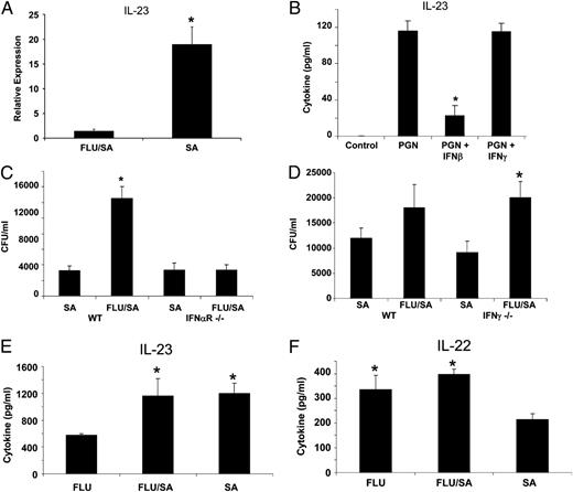 FIGURE 4. Inhibition of the Th17 response by influenza A requires type I IFN. Mice were infected with 100 PFU of influenza A PR/8/34 or vehicle for 6 d followed by 108 CFU of S. aureus for 24 h. CD11c+ dendritic cells were isolated from the lung of S. aureus or coinfected mice, and IL-23 expression was determined by RT-PCR. A, CD11c+ dendritic cell IL-23 expression (n = 7, 6, respectively). Bone marrow-derived dendritic cells were stimulated for 48 h with Staphylococcus peptidoglycan (20 μg/ml) in the presence or absence of IFN-β (10 U/ml) or IFN-γ (5 ng/ml) (n = 3), all of the experiments were repeated twice, and representative data are presented. B, IL-23 production in the media as measured by ELISA. C57BL/6, IFN-αR−/−, or IFN-γ−/− mice were infected with 100 PFU of influenza A PR/8/34 or vehicle for 6 d, mice then were challenged with 108 CFU of S. aureus for 24 h (n = 4), all of the experiments were repeated once, and representative data are presented. C and D, Bacterial colony counts in the upper right lobe of the lung. E and F, IL-22 and IL-23 production in lung homogenate from IFN-αR−/− mice as measured by ELISA. *p < 0.05 versus S. aureus alone (A versus influenza A/S. aureus; B versus peptidoglycan; D versus influenza A).