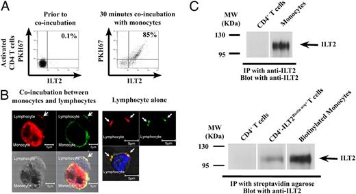 FIGURE 2. ILT2 display by activated T lymphocytes is due to trogocytosis. A, Activated CD4+ T cells that display ILT2 also display membranes acquired from autologous monocytes. Flow cytometry was performed on purified activated CD4+ T cells prior to or after a 30-min coincubation with autologous monocytes, the membranes of which had been labeled with the lipophilic dye PKH67. Data show the presence of membranes of monocytic origin versus ILT2 on CD4+ T cells. Percentage of ILT2+PKH67+ double-positive CD4+ T cells is indicated. Experiment shown is representative of three. B, ILT2 and membranes acquired from monocytes are colocalized on activated CD4+ T cells. Confocal microscopy was performed on purified activated CD4+ T cells after a 30-min coincubation with autologous monocytes, the membranes of which had been labeled with the lipophilic dye PKH26. Blue, nuclear staining (DAPI); green, ILT2; red, monocyte membranes. Scale bars, 5 μm. Data show the colocalization of monocytic membranes and ILT2, indicative of a monocytic origin of ILT2. Left panel, Monocyte–lymphocyte conjugate. Right panel, CD4+ T lymphocyte after coincubation. Arrows point to areas of interest. Experiment shown is representative of three. C, Biotinylated ILT2 is acquired by autologous activated CD4+ T cells. Upper panel, Total ILT2 content in lysates of purified CD4+ T cells and autologous monocytes at the time of coincubation. Immunoprecipitation with anti-ILT2 (clone GHI/75), blotting with anti-ILT2 (VMP55 clone). Lower panel, Detection of monocytic ILT2 in T cell lysates after coincubation with biotinylated monocytes. Immunoprecipitation with streptavidin beads, blotting with anti-ILT2 (VMP55 clone). Biotinylated Monocytes, control biotinylated monocytes prior to coincubation with CD4+ T cells; CD4+-ILT2BiotinAcq+, CD4+ T cells after a 30-min coincubation with biotinylated monocytes; CD4+ T cells, CD4+ T cells prior to coincubation with biotinylated monocytes.