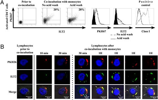 FIGURE 3. ILT2-containing membranes of monocytic origin integrate into CD4+ T cell plasma membrane. A, ILT2-containing membranes of monocytic origin on activated CD4+ T cells are not removed by acid wash. Flow cytometry analysis for ILT2 and PKH67 was performed on CD4+ T cells that had acquired ILT2-containing PKH67-labeled membranes from autologous monocytes. ILT2 cell-surface expression and PKH67 positivity was evaluated prior to and after acid wash. Percentage of ILT2+PKH67+ double-positive CD4+ T cells is indicated. The experiment shown is representative of three. B, ILT2 of monocytic origin can rapidly be observed as PKH-free clusters at the surface of CD4+ T cells. Confocal microscopy for ILT2 and PKH26 was performed on purified activated CD4+ T cells that had acquired ILT2-containing PKH26-labeled membranes from autologous monocytes. Scale bars, 5 μm. Blue, nuclear staining (DAPI); red, membranes of monocytic origin (PKH26); green, ILT2 (of monocytic origin). Left panel, CD4+ T lymphocyte prior to trogocytosis. Middle panel, CD4+ T lymphocyte during a coincubation with autologous monocytes. Right panel, Examples of PKH26 versus ILT2 localization on CD4+ T cells. The arrows point to areas of interest.