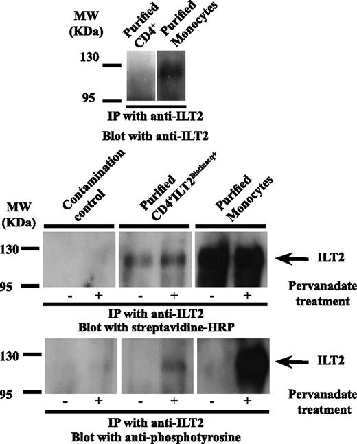 FIGURE 4. Acquired ILT2 can access the intracellular machinery of acceptor T cells. Purified CD4+ and Purified Monocytes, purified CD4+ T cells and biotinylated autologous monocytes prior to coincubation; Purified CD4+ILT2BiotinAcq+, purified CD4+ T cells after incubation with biotinylated autologous monocytes; Contamination control, purified CD4+ T cells to which biotinylated autologous monocytes were deliberately added at a proportion superior to that measured for purified CD4+ILT2BiotinAcq+ to model the contribution of contaminant monocytes to the results. Top panel, Endogenously produced ILT2 is detected in monocytes but not in autologous CD4+ T cells prior to coincubation. Middle panel, No effect of PV treatment on the amounts of biotinylated ILT2 in CD4+ILT2BiotinAcq+ T cells and controls. Bottom panel, Phosphorylation of ILT2 in CD4+ILT2BiotinAcq+ and controls after PV treatment.