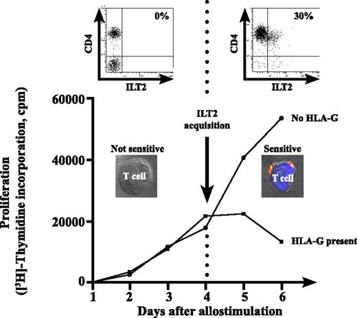 FIGURE 7. ILT2 acquisition confers sensitivity to immune suppression by HLA-G. Proliferative response and ILT2 acquisition by CD4 T cells was analyzed during 6 d of allostimulation by coincubating PBMCs with either HLA-G–negative cells or –positive cells. Initially, CD4+ T cells did not express ILT2 receptors, shown on flow cytometry analysis and confocal microscopy, and proliferative response of CD4 T cells to HLA-G–positive or –negative cells is similar until 4 d of allostimulation. Then, activated CD4+ T cells began to acquire exogenous ILT2 receptors, as shown by flow cytometry and confocal microscopy, and became susceptible to HLA-G expression.