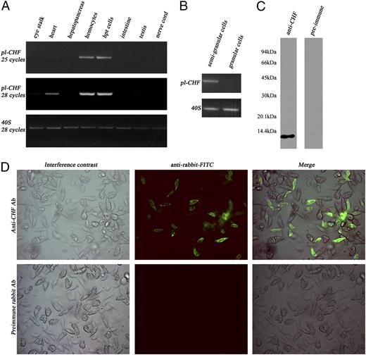FIGURE 2. CHF is mainly present in Hpt cells and SGCs. A, Total RNA was extracted from different crayfish tissues, including eye stalk, heart, hepatopancreas, hematopoietic tissue, hemocytes, intestine, nerve cord, and testis. The expression of CHF was analyzed by RT-PCR, and transcription of 40S served as control. B, SGCs and GCs were separated as previously described (28), the total RNA was extracted, and the transcription of CHF was analyzed by RT-PCR. C, Western blot of hemocyte lysates using anti-CHF Ab. Anti-CHF Ab specifically recognized CHF in a hemocyte lysate. D, Detection of CHF in the SGCs by immunostaining. Crayfish hemocytes were fixed with 2% paraformaldehyde, permeabilized with 0.3% Triton X-100, and detection of CHF was done using a rabbit anti-CHF Ab, followed by FITC-conjugated anti-rabbit IgG. CHF-positive signals were only present in the SGCs, not in GCs. The preimmune rabbit IgG served as a staining control (original magnification ×200).