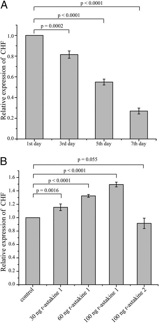 FIGURE 3. Astakine 1 is needed for CHF expression in Hpt cells. A, The transcription level of CHF continually decreases in a primary Hpt cell culture without supplementary astakine 1. Hpt cells were cultured without recombinant astakine 1 (r-astakine 1) for 1 wk, and at different time intervals, total RNA was extracted, and RT-qPCR was conducted to monitor the transcription of CHF. B, The transcription level of CHF can be induced if r-astakine 1 is added to the culture medium. Hpt cells were cultured with r-astakine 1 or recombinant astakine 2 (r-astakine 2) in the culture medium. Total RNA was extracted after 7 d, and RT-qPCR was conducted to monitor the transcription of CHF. The columns represent the mean of three separate experiments, and error bars represent SD values. The p values of Student t tests are labeled above the column.