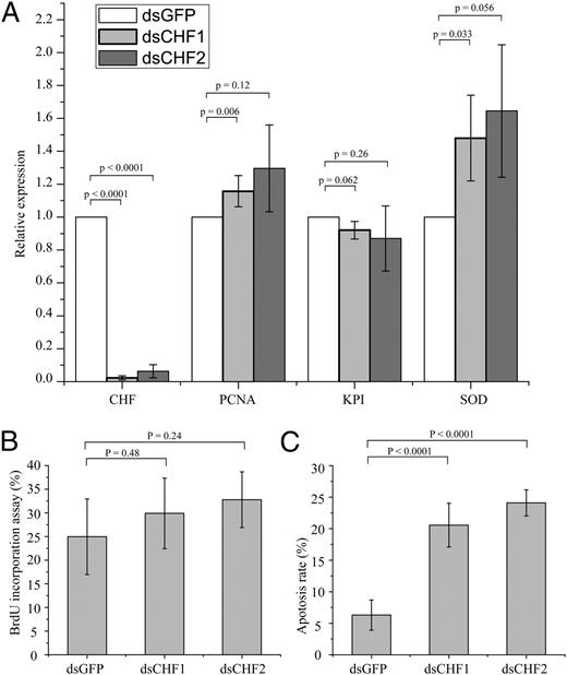 FIGURE 4. In vitro RNAi of CHF in the Hpt cell culture. A, RNAi of CHF did not affect the proliferation of Hpt cells and differentiation of Hpt cells along the SGC lineage, but slightly promoted the differentiation of Hpt cells along GC lineage. Hpt cells were cultured in the presence of recombinant astakine 1, and 1 μg/well CHF dsRNA (dsCHF1 and dsCHF2) or GFP dsRNA (dsGFP) was incubated with the Hpt cells. After 7 d, total RNA was extracted, and RT-PCR was conducted to monitor proliferation (PCNA) and differentiation (KPI; marker for SGCs and SOD; marker for GCs). The columns represent the mean of three separate experiments, and error bars represent SD values. B, RNAi of CHF did not affect the proliferation of Hpt cells. Hpt cells were cultured in the presence of recombinant astakine 1, and 1 μg/well CHF dsRNA or GFP dsRNA (control) was incubated with the Hpt cells. After 4 d, proliferation of Hpt cells was monitored by BrdU incorporation assay. The columns represent the mean of three separate experiments, and error bars represent SD values. C, In vitro RNAi of CHF result in higher apoptosis in Hpt cell culture. Hpt cells were cultured supplemented with recombinant astakine 1 and incubated with 1 μg/well CHF dsRNA or GFP dsRNA; after 4 d, apoptosis was assayed by staining with Annexin-V-FLUOS. The columns represent the mean of three separate experiments, and error bars represent SD values. The p values of Student t tests are labeled above the column.