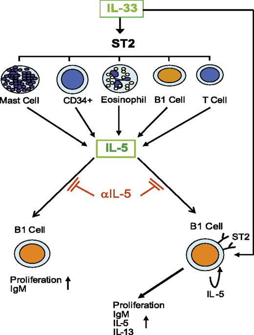 FIGURE 7. Schematic representation of the mechanism of IL-33–mediated B1 cell activation. IL-33 binds to ST2 expressed on a variety of cells, including CD34+ hematopoietic cells. These cells produce, among other mediators, IL-5, which is principally responsible for the proliferation of and enhanced IgM synthesis by B1 cells. IL-33 can also bind directly to naive B1 cells leading to increased IL-5 synthesis, which can act in an autocrine manner for B1 cell proliferation. Anti–IL-5 Ab can block (blunted arrow) B1 cell proliferation and IgM production.