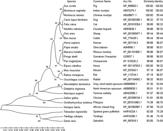 FIGURE 3. Phylogenetic tree of caveolin-1. Phylogenetic and molecular evolutionary analyses were conducted using the neighbor-joining method based on multiple alignment of 26 known caveolin-1 amino acid sequences from GenBank using MEGA version 4 (30). The bootstrap confidence values marked at the nodes of the tree are based on 1000 bootstrap replicates. The horizontal branch lengths are proportional to the estimated divergence of the sequence from the branch point, whereas the vertical branch lengths are arbitrary.