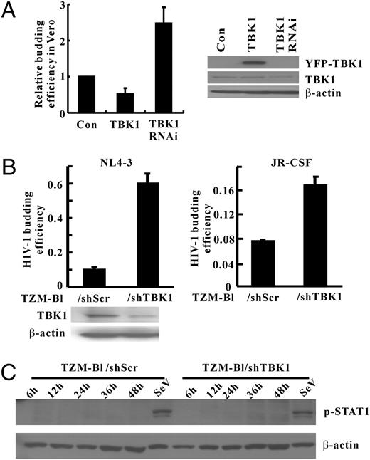 FIGURE 4. TBK1 inhibits HIV-1 budding independent of IFN-I. A, The level of TBK1 affected budding efficiency of HIV-1 pseudovirus. HIV-1 pseudovirus packaging plasmids (pHEF-VSVG and pNL4-3.Luc.R−E−) were cotransfected with pECFP-TBK1 or pSuper.puro-TBK1 plasmid into Vero cells. HIV-1 pseudoviruses in supernatants were collected 36 h post-transfection, and the amount of virus particles was quantified by their luciferase activities postinfection of 293T cells. Budding efficiencies were calculated as the ratio of the luciferase activities in 293T cells to that in the packaging Vero cells. Relative budding efficiency was normalized to budding efficiency in control cells in each sample. The expression levels of TBK1 and β-actin were shown. Data were average of at least three independent experiments after normalization (mean ± SEM). B, Down-regulation of TBK1 could enhance HIV-1 budding efficiency. TBK1 gene expression was stably knockdown in TZM-bl to yield TZM-b/shTBK1 (scrambled shRNA control TZM-bl/shScr). Cells were infected with HIV-1 NL4-3 and JR-CSF isolates, and released virus particles were collected to infect TZM-bl for luciferase activity measurement. Budding efficiency was represented as the ratio of the luciferase activity in TZM-bl cell over that in TZM-bl/shTBK1 or TZM-bl/shScr cells. The expression levels of TBK1 and β-actin in TZM-bl/shTBK1 and TZM-bl/shScr cells were shown. Data were presented as the average of three independent experiments (mean ± SD). C, HIV-1 infection did not induce IFN-I in TZM-bl cells. TZM-bl/shTBK1 and TZM-bl/shScr cells (1 × 105) were infected with 200 μl HIV-1 NL4-3 stock for the time indicated, and cell lysates were prepared for immunoblotting of phosphor-STAT1 and β-actin. Data were representative of two independent experiments.