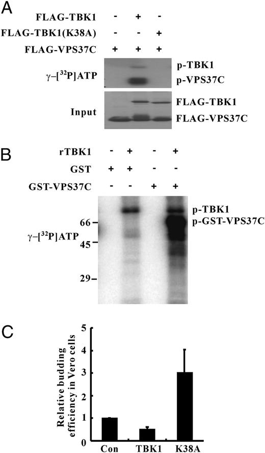 FIGURE 7. TBK1 dampens viral budding possibly by phosphorylating VPS37C. A, TBK1 phosphorylated VPS37C. Falg-tagged VPS37C, TBK1, or TBK1(K38A) was each immunoabsorbed to M2 agarose beads after transiently transfecting pCMV-Flag-VPS37C, pCMV-Flag-TBK1, or pCMV-Flag-TBK1(K38A) in 293T cells separately. Kinase assays were performed by mixing up bead-bound VPS37C and TBK1 or TBK1-K38A in the presence of γ-[32P]ATP (top panel). Protein input levels were verified by immunoblotting (bottom panel). B, Recombinant TBK1 phosphorylated GST-VPS37C. In vitro kinase assays were performed by mixing recombinant GST or GST-VPS37C with recombinant human TBK1 in the presence of γ-[32P]ATP. Phosphorylated proteins were separated by SDS-PAGE and scanned with a PhosphorImager. Data were representative of three independent experiments (A, B). C, Overexpressed TBK1(K38A) could increase HIV-1 pseudovirus budding. HIV-1 pseudovirus budding was assessed in Vero cells in the presence of cotransfected pECFP-TBK1 or pECFP-TBK1 (K38A), as in Fig. 4A. Data were average of six independent experiments (mean ± SD).