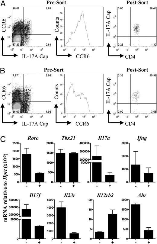 FIGURE 6. In vivo immunization with CFA and peptide induces upregulation of Il12rb2 on Th17 cells in vivo. A, In the left panel, the FACS plot shows CCR6 versus IL-17A capture staining gated on CD4+ cells isolated from the spleens of unimmunized BDC2.5NOD mice according to Supplemental Fig. 3. In the middle panel, the histogram displays levels of CCR6 on CD4+ IL-17A+ cells. In the right panel, CCR6+ IL-17A+ cells were sorted, and the purity of captured IL-17A versus CD4 on the population is shown. B, BDC2.5 NOD mice were immunized s.c. in the right and left flanks with 3 μg of a BDC2.5 mimotope emulsified in CFA. Seven days later, inguinal and axillary lymph nodes were harvested and pooled, and CD4+ T cells were isolated and cytokine capture performed. In the left panel, the FACS plot shows CCR6 versus IL-17A capture staining gated on CD4+ cells before sorting. In the middle panel, the histogram displays levels of CCR6 on CD4+ IL-17A+ cells. In the right panel, all IL-17A+ cells were sorted, and purity of captured IL-17A versus CD4 is displayed. Note that cells in A and B were isolated and sorted on different days. C, RNA was extracted from the two populations, reverse transcribed, then stated cytokines, transcription factors, and receptors were analyzed by real-time PCR. Message levels are displayed relative to the housekeeping gene Hprt. −, Th17 cells from unimmunized mice; +, Th17 cells from immunized mice. Data is pooled from two independent experiments. Error bars represent mean ± SEM.
