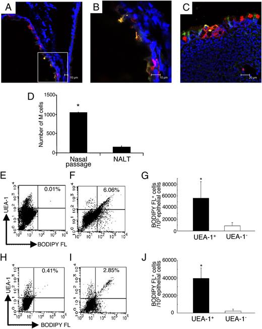 FIGURE 3. Respiratory M cells can take up DQ OVA. A and B, Immunofluorescence staining of nasal passages in BALB/c mice 30 min after DQ OVA (0.5 mg, green) instillation. Frozen sections of nasal passage were stained with rhodamine–UEA-1 (red) and DAPI (blue). Scale bars, 10 μm. The merged image is shown in A. An enlargement of the area in the rectangle in A is shown in B. These pictures demonstrate DQ OVA uptake by UEA-1+ respiratory M cells. C, UEA-1+ (red) NALT M cells in BALB/c mice also show an ability to take up DQ OVA (green). Scale bar, 20 μm. The results are representative of seven independent experiments. D, The numbers of UEA-1+WGA− cells in nasal passages and NALT were quantified. The results are representative of four independent experiments. Flow cytometric analysis of DQ OVA uptake by UEA-1+ respiratory (E–G) and NALT (H–J) M cells 30 min after intranasal instillation of PBS (E, H; control) or DQ OVA (F, I). G and J, UEA-1+ cells showed significantly higher uptake of DQ OVA than did UEA-1− cells in the nasal passages and NALT. The results are representative of four independent experiments. *p < 0.05.