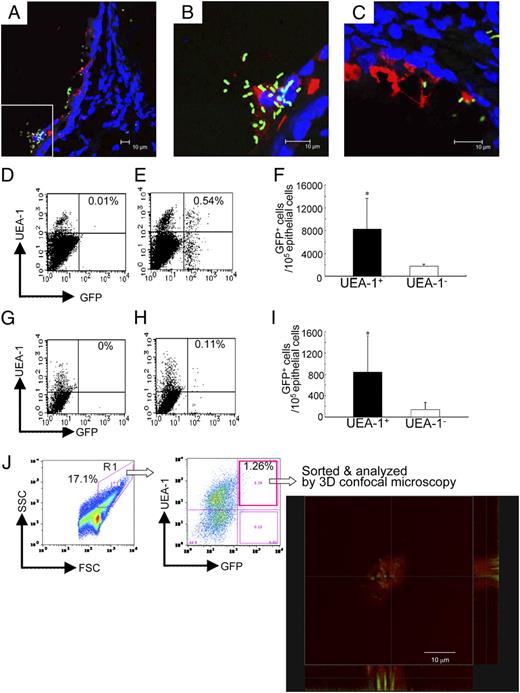 FIGURE 4. Respiratory M cells show an ability to take up recombinant Salmonella-GFP. A and B, Immunofluorescence staining of the nasal passages of BALB/c mice 30 min after GFP-Salmonella (5 × 108 CFU, green) instillation. Frozen sections of nasal passage were stained with rhodamine–UEA-1 (red) and DAPI (blue). The merged image is shown in A. An enlargement of the area in the rectangle in A is shown in B. These pictures demonstrate the ability of UEA-1+ respiratory M cells, like UEA-1+ NALT M cells (C), to take up GFP-Salmonella. The results are representative of six separate experiments. A–C, Scale bars, 10 μm. Flow cytometric analysis of GFP-Salmonella uptake by UEA-1+ respiratory (D–F) and NALT (G–I) M cells 30 min after intranasal instillation of PBS (D, G; control) or GFP-Salmonella (E, H). F and I, Efficiency of uptake of GFP-Salmonella by UEA-1+ cells in both nasal passages and NALT. The data showed UEA-1+ M cells to be significantly more efficient than UEA-1− epithelial cells at taking up GFP-Salmonella. The results are representative of five independent experiments. J, Three-dimensional confocal microscopic analysis demonstrated that UEA-1+ GFP+ cells, which were sorted from the nasal passages of mice intranasally infected with GFP-Salmonella (green), took up bacteria. Scale bar, 10 μm. The results are representative of three separate experiments. *p < 0.05.