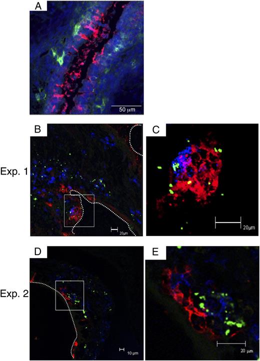 FIGURE 5. Respiratory M cells form clusters with DCs after GAS infection. A, Before nasal challenge with GAS, only a few DCs (FITC-CD11c+, green) were associated with UEA-1+ M cells (red) in the nasal passage. Scale bar, 50 μm. B–E, Two sets of confocal views of the nasal passage 5 d after intranasal instillation of GAS (Exp. 1 and Exp. 2, respectively). Frozen sections of the nasal passage were stained with FITC–anti-Streptococcus A Ab (green), rhodamine–UEA-1 (red), and allophycocyanin-CD11c (blue). These images reveal large numbers of DCs congregated underneath the UEA-1+ respiratory M cells; some of the DCs were closely associated with GAS infiltrated through the UEA-1+ respiratory M cells. C and E are enlargements of the areas in the squares shown in B and D, respectively. The results are representative of five independent experiments. B, C, and E, Scale bars, 20 μm; D, scale bar, 10 μm.
