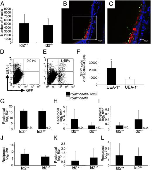 FIGURE 6. Id2−/− mice, which lack NALT, can take up GFP-Salmonella, which induce Ag-specific immune responses in UEA-1+ respiratory M cells. A, The numbers of UEA-1+WGA− cells in nasal passages of Id2−/− and Id2+/− mice were measured. The results are representative of four independent experiments. B and C, Immunofluorescence staining of nasal passages of Id2−/− mice in which GFP-expressing Salmonella (green) had been instilled. Frozen sections of nasal passages were stained with rhodamine–UEA-1 (red) and DAPI (blue). Scale bars, 10 μm. C is an enlargement of the area in the square shown in B. The results are representative of three independent experiments. D–F, Flow cytometric analysis of GFP-Salmonella uptake by UEA-1+ M cells 30 min after intranasal instillation of PBS (D; control) or GFP-Salmonella (E) in the nasal passages of Id2−/− mice. F, Efficiency of uptake by UEA-1+ cells in the nasal passages of Id2−/− mice was significantly greater than that by UEA-1− cells. The results are representative of three independent experiments. G–I, NALT-deficient (Id2−/−) mice and Id2+/− mice were intranasally immunized with recombinant Salmonella-ToxC (2.5 × 108 CFU) or recombinant Salmonella (2.5 × 108) alone three times at weekly intervals. They were given gentamicin-containing drinking water and also subjected to intragastric lavage with gentamicin solution to eliminate GALT-mediated Ag-specific immune responses. Samples were obtained 7 d after the last intranasal immunization to measure TT-specific Igs by ELISA. Serum IgG (G), nasal wash IgA (H), vaginal wash IgA (I). The results are representative of three independent experiments. J–L, As was the case with Salmonella, GAS-specific immune responses were induced in the absence of NALT (i.e., in Id2−/− mice), this time by a single intranasal injection of GAS (2 × 108 CFU). Serum IgG (J), nasal wash IgA (K), vaginal wash IgA (L). There were no statistical differences between Id2−/− and Id2+/− mice, as analyzed by the unpaired Mann–Whitney U test. The results are representative of five independent experiments. *p < 0.05. N.D., not detected.