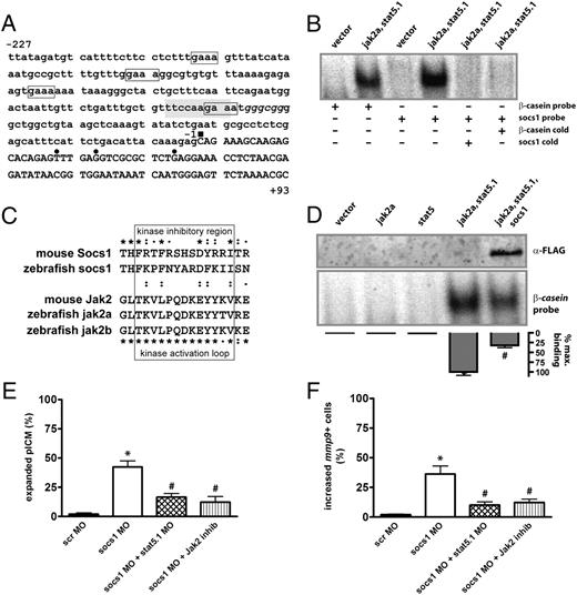 suppressor-of-cytokine-signaling-1-regulates-embryonic-myelopoiesis