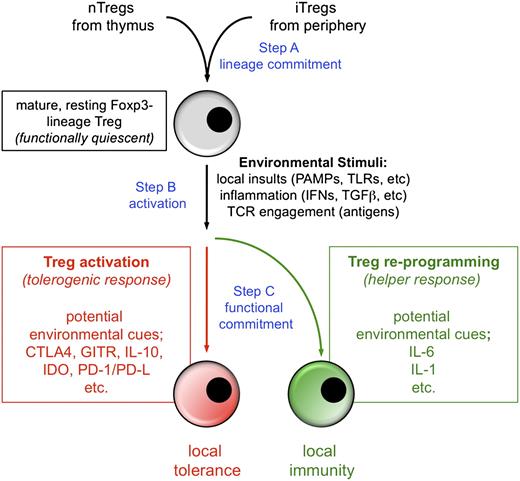 FIGURE 1. How Tregs respond to local stimuli. Circulating Tregs are functionally quiescent, but respond rapidly to microenvironmental cues to acquire suppressive or helper/effector functions according to prevailing conditions. See text for details.