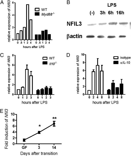 NFIL3 Is a Regulator of IL-12 p40 in Macrophages and Mucosal Immunity ...