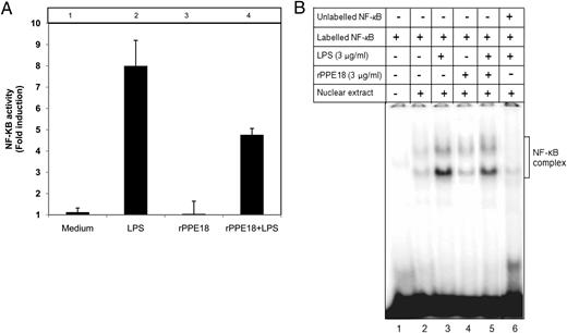 FIGURE 1. LPS-induced NF-κB activity is inhibited by rPPE18 in THP-1 macrophages. A, PMA-differentiated THP-1 macrophages were transfected with either the vector control alone (pConA) or the NF-κB luciferase reporter plasmid (3xIgκ-ConA-Luc) along with pSV–β-galactosidase plasmid. After 24 h, the macrophages were treated for 1 h with either medium or rPPE18 (3 μg/ml) and then stimulated with LPS (3 μg/ml) for another 1 h. Transcriptional activity of NF-κB was measured by luciferase and β-galactosidase assays. Data are shown as fold inductions over basal activity and represented as mean ± SD of three independent experiments performed in triplicate. B, Nuclear extracts prepared from PMA-differentiated THP-1 macrophages activated with LPS (3 μg/ml) in the absence or presence of rPPE18 (3 μg/ml) were subjected to EMSA. The data shown are representative of three independent experiments with similar results.